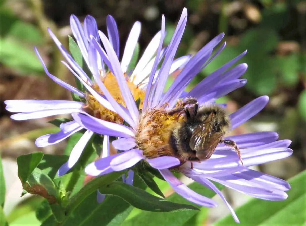 A bee visiting a violet flower in the mountains