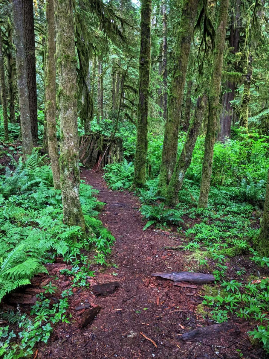 Lush green British Columbia forest trail