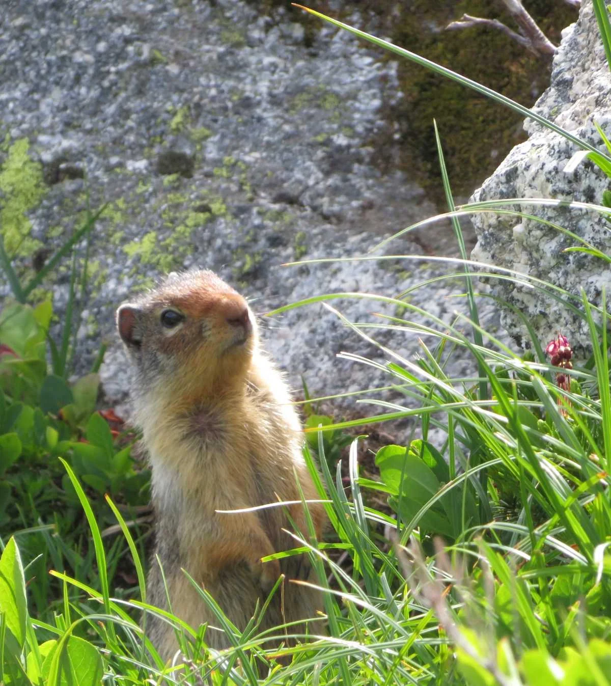 Columbian ground squirrel beside alpine grasses