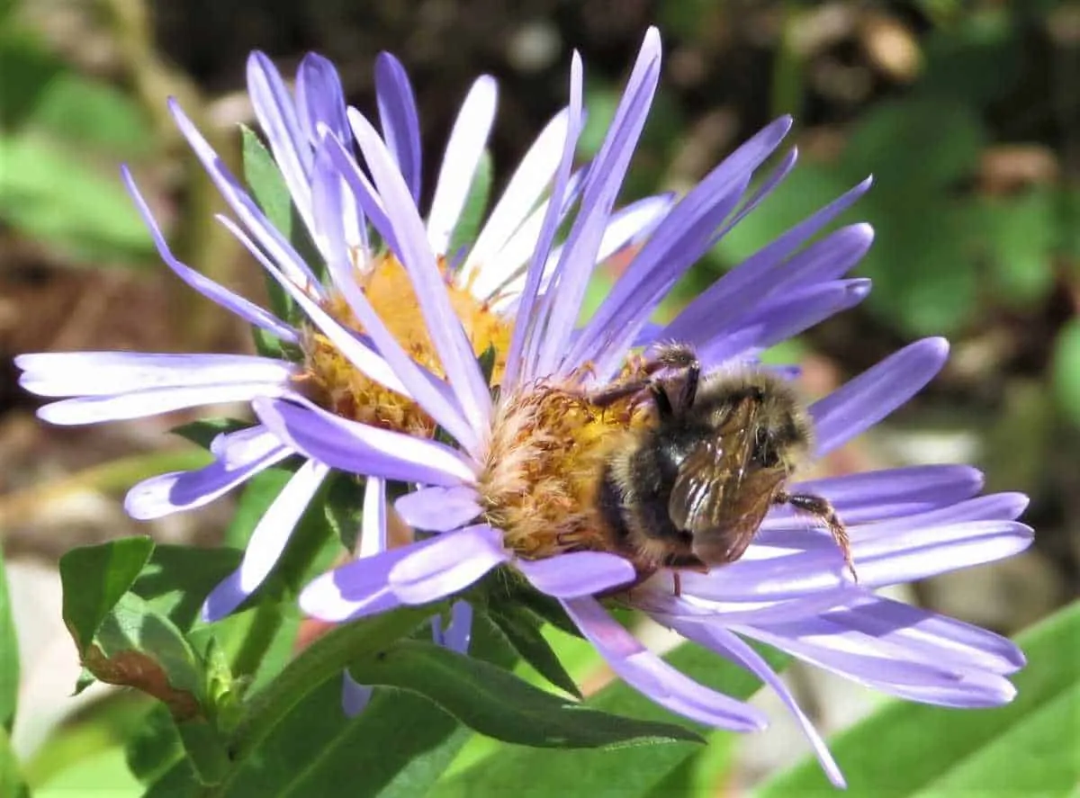 Bee feeding on a purple alpine wildflower